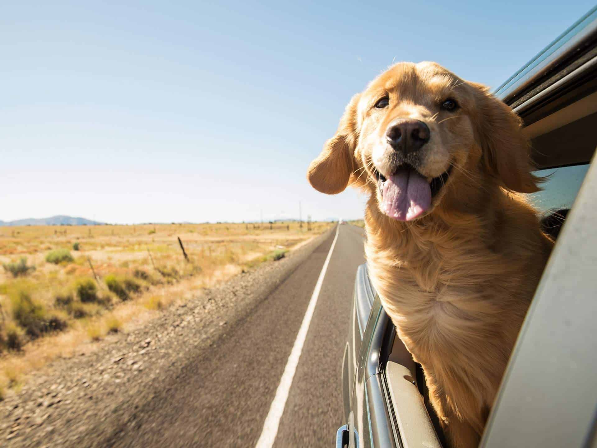 dog car window